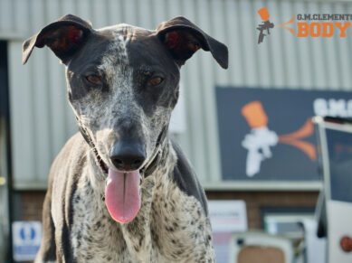 Greyhound outside Clements Bodyshop, Somercotes